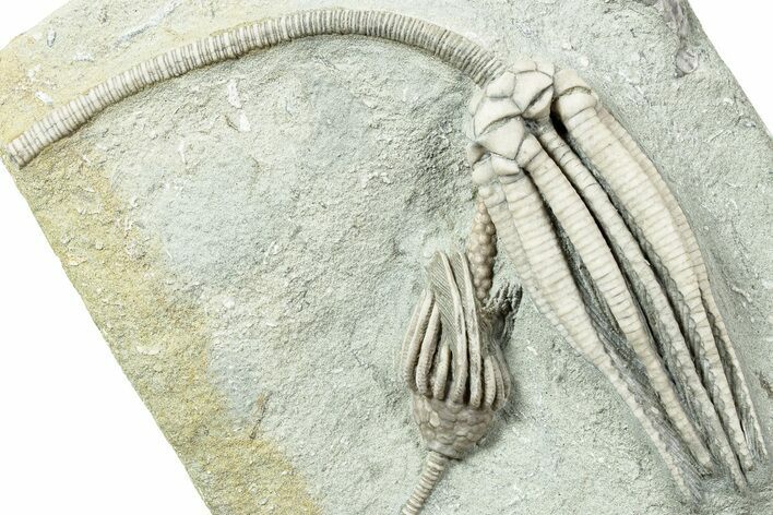 Fossil Crinoid Plate (Two Species) - Crawfordsville, Indiana #231931